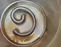 商用午夜视频免费在线观看設備專家和你聊聊水垢的危害及解決方法